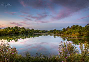 Thistle Twilight By Terry Aldhizer